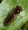 Melanostoma sp.